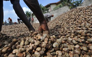 Campuchia nuôi tham vọng soán ngôi ‘ông trùm’ của Việt Nam ở mặt hàng tỷ đô: có diện tích trồng gần 700.000 ha, xuất khẩu hàng trăm tấn từ Á sang Âu