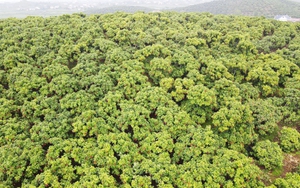 Đặc sản của VN đạt doanh thu kỷ lục, bay thẳng sang Nhật Bản, Mỹ, Canada, Úc, EU giá tăng gấp hơn 15 lần