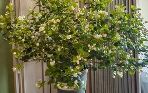 Nếu có 5 loại cây này trong phòng khách, 9/10 gia đình sẽ giàu có