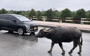 Công an tìm chủ sở hữu con trâu liên quan vụ tai nạn giao thông chết người