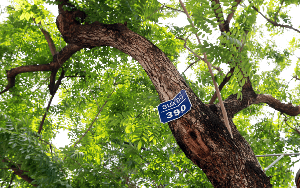 Loài cây tại Việt Nam được ví như ‘báu vật lộ thiên’: Quý đến mức nào mà suýt biến mất?