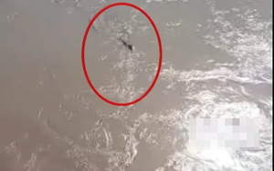 Thấy "thủy quái" bơi vùn vụt qua sông, chuyên gia nói: Đây là loài vật quý tới mức được quốc gia bảo vệ