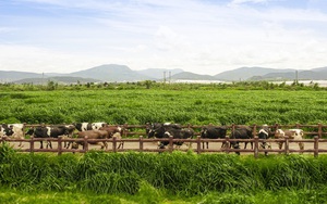 5 triệu ống hút nhựa biến mất, Vinamilk mở rộng đơn hàng xuất khẩu