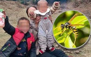 Đưa hai cháu ra ruộng ngô chơi, bà bàng hoàng phát hiện cả hai bị ong bắp cày đốt tử vong: Bé trai 300 vết, bé gái 700 vết