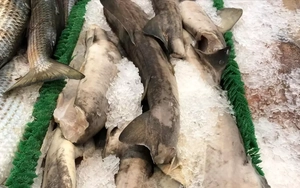 Bất ngờ thịt loài cá mập cực kỳ nguy hiểm xuất hiện trên kệ siêu thị