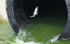 Nước sông Tô Lịch bây giờ có thể bị đen trở lại như trước hay không?