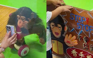 Tinh tinh 2 tuổi “nghiện” điện thoại, vườn thú phải phát đi cảnh báo khẩn