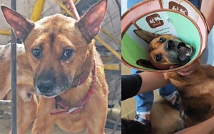 Chủ qua đời, chú chó thà chết không chịu rời nhà cũ, cộng đồng vất vả giải cứu