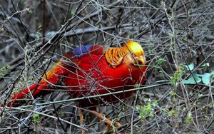 Phát hiện "phượng hoàng" ẩn nấp sau nhà dân, chuyên gia nói: Đây là loài vật quý giá được quốc gia bảo vệ