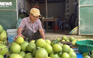 Đặc sản ‘tiến vua’ được mùa, được giá, người dân đếm cây thu tiền triệu mỗi ngày