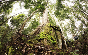 Ẩn sâu trong đại ngàn, “báu vật sống” của Việt Nam đứng trước nguy cơ biến mất