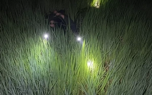 Hai người tử vong trên ruộng lúa ở Gia Lai nghi do bị điện giật