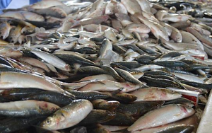 Người đàn ông suy thận vì ăn loại cá này thường xuyên