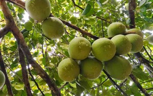 Từng là sản vật tiến vua, ‘báu vật’ xứ Huế nay mang lại tiền tỷ cho người dân