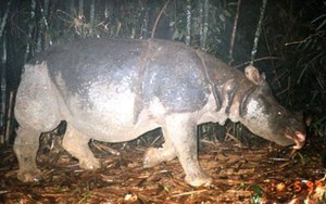 Sinh vật lai từ 48 năm trước trở thành "cứu tinh" cho loài quý hiếm bậc nhất, cả thế giới chỉ còn đúng 2 cá thể: Giới khoa học mừng phát khóc