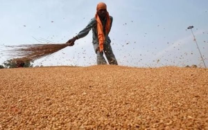 Phát hiện sinh vật dài 3mm đe dọa ngành công nghiệp 12 tỷ USD của Úc