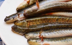 Loại cá được mệnh danh là "dành cho người nghèo" nhưng nhiều đạm, ít béo: Thịt có mùi đặc trưng, dễ nấu