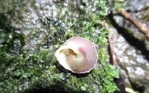 Bên trong hang động lớn nhất hành tinh, các nhà khoa học Việt Nam phát hiện “kho báu sống” mới