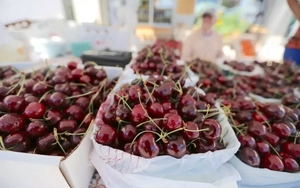 Rau quả Mỹ về Việt Nam bất ngờ tăng mạnh