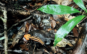 Loài động vật được phát hiện ở độ cao kỷ lục 1.800m: Cực kỳ quý hiếm chỉ có ở vùng núi Việt Nam, hình dáng lạ chưa từng thấy