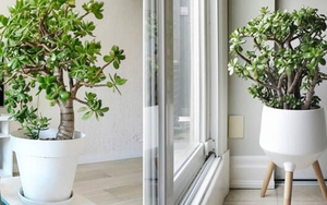 Người xưa truyền lại: Đặt chậu cây ở góc này trong nhà thì tiền bạc lúc nào cũng đầy