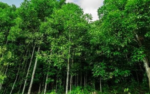 'Cây kim tiền' từ Mỹ, Thái Lan đổ bộ giúp Việt Nam xuất khẩu đứng thứ 5 thế giới: Thuế nhập khẩu 0%, hơn một nửa thế giới đang mua hàng của nước ta