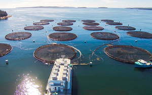 Nga, châu Âu đang đua nhau săn lùng một ‘mỏ vàng’ từ Việt Nam: Thu về hơn nửa tỷ USD sau 8 tháng, nước ta vươn lên đứng Top 5 thế giới