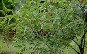 Cây đinh lăng ra hoa là tốt hay xấu?