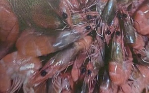 Sẽ kiểm tra đột xuất các bếp ăn bán trú để ngăn thực phẩm bẩn vào trường học