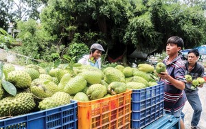 Việt Nam sở hữu loài cây “đổi đời” nông dân: Thu tiền tỷ mỗi năm