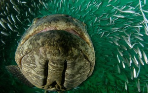 Ngư dân tình cờ bắt được "thủy quái" nặng 150kg: Chuyên gia nói hiếm gặp đến mức cả đời chỉ thấy một lần