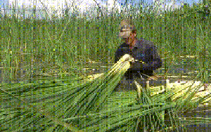 VIDEO: Loài cây mọc hoang dại trở thành đặc sản ở Cà Mau