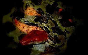 Loài rắn to lớn như trăn ở Việt Nam: Dài tới hơn 2 mét, hàng chục năm khảo sát chỉ gặp được vài cá thể