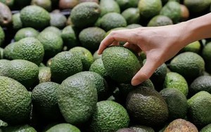 Cách chọn bơ "chín hoàn hảo" tại siêu thị: Chỉ cần làm đúng 3 bước sau đây