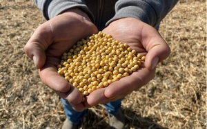 Đơn hàng từ Trung Quốc ‘đóng băng’, nông dân Mỹ lao đao với mặt hàng chủ lực: Đánh mất thị phần vào tay Brazil, nông dân gửi thư khẩn đến Tổng thống