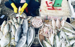 Chủ hàng cá nói thẳng: 3 loại thịt cá cho thêm tiền cả nhà tôi cũng chẳng dám ăn