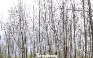 'Lá chắn xanh' bên tuyến đường biển ở Gia Lai đang chết khô