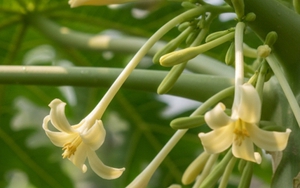 Ai không nên dùng hoa đu đủ đực?