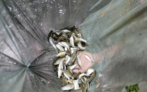 Báu vật trên sông Mã: Mệnh danh “Ngũ quý hà thuỷ”, từng được tiến Vua giờ thành “báu vật” sinh kế