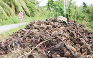 Thứ vỏ từng bị vứt bỏ gây hại cho môi trường, giờ trở thành “mỏ vàng” lộ thiên