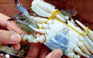 Mua ghẹ, cứ học thuộc mẹo này là biết ngay ghẹ tươi hay ghẹ óp