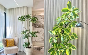 Đặt 1 trong 6 cây phong thủy này trong phòng khách: 9/10 gia đình đều giàu có