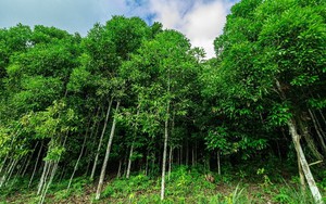 1 loại cây giúp làng nghèo của Việt Nam làm giàu, thu tiền tỷ mỗi năm: Được EU bảo hộ chỉ dẫn địa lý