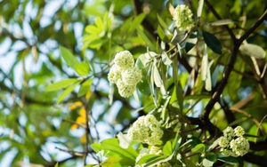 Tôi phải chuyển nhà để 'lánh nạn' mùi hoa sữa