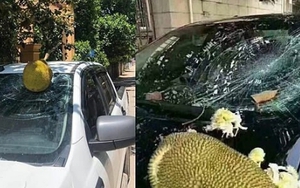 Quả rụng vỡ kính xe, chủ cây có phải bồi thường?