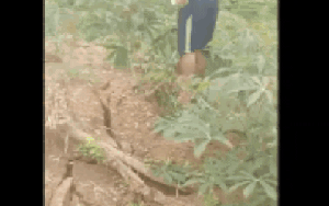 Xuất hiện vết nứt trên núi, khẩn cấp di dời 12 hộ dân tại Quảng Ngãi