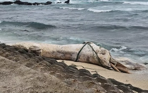 Cá voi “khủng” dài 10m dạt vào đặc khu Lý Sơn giữa bão số 10