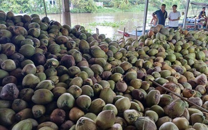 Dừa khô Thái Lan giá rẻ tìm đường đổ bộ sang Việt Nam