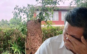 Bị quản lý chung cư khởi kiện vì cắt tỉa cây, yêu cầu bồi thường 534 triệu đồng, người đàn ông tuyên bố: “Cây trong vườn nhà tôi thì tôi có quyền”