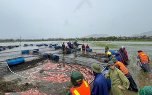 Ngư dân Hà Tĩnh khóc ròng khi 20 tấn cá lồng bè chết trong đêm bão Bualoi đổ bộ